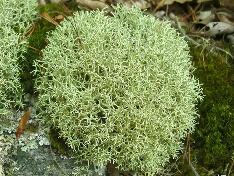 Powdered Reindeer Lichen