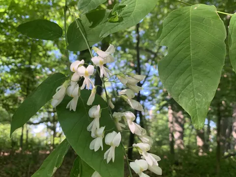 Yellowwood