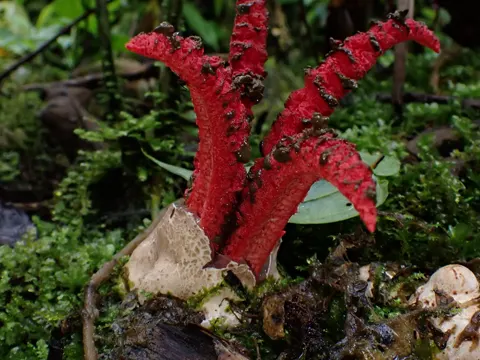 Devil's Fingers