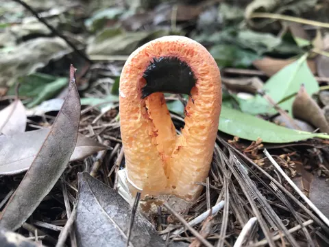 Red Cage Fungus