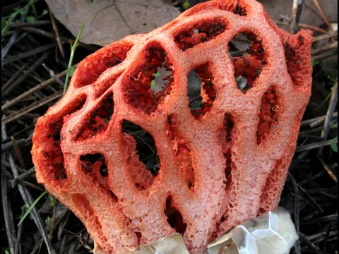 Red Cage Fungus