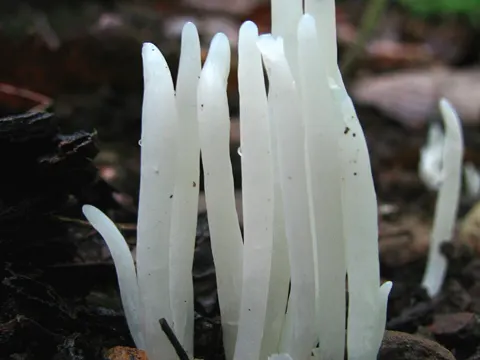 White Spindles
