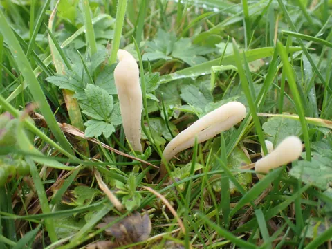 Slender Grass Fungus