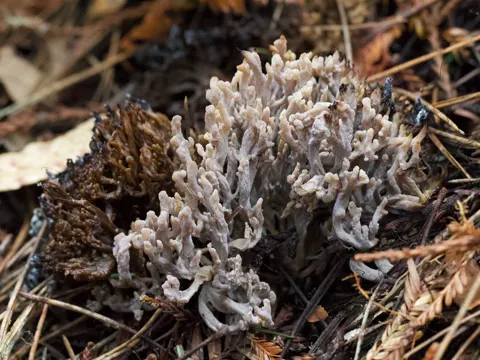 Grey Coral