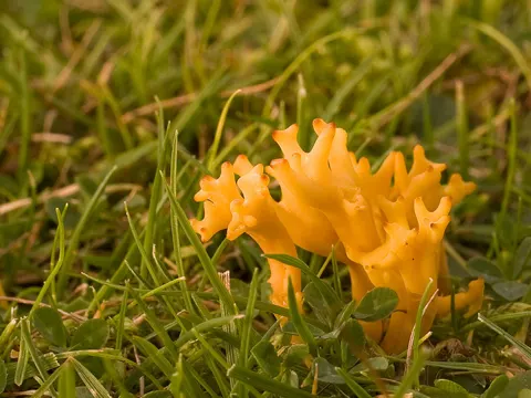 Meadow Coral