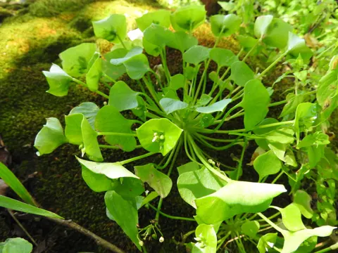 Miner's Lettuce
