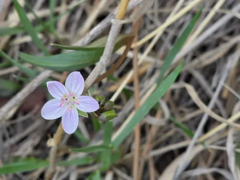 Pink Spring Beauty
