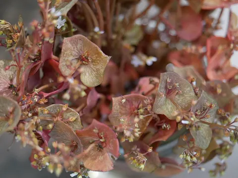 Red Claytonia