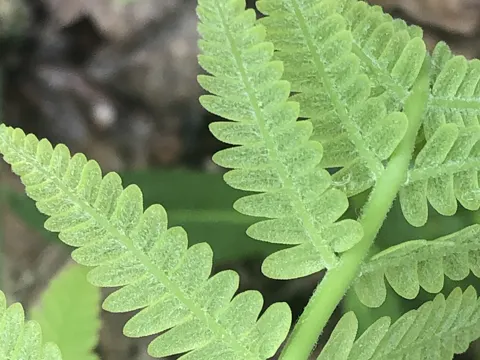Ostrich Fern
