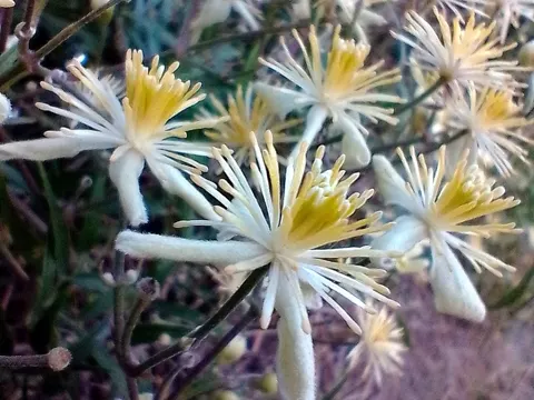 Field Clematis