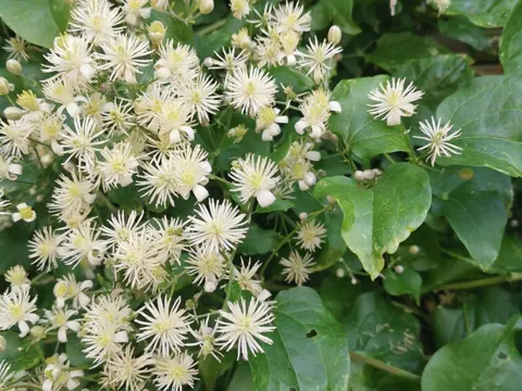 Old Man's Beard