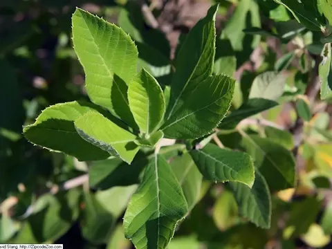 Sweet Pepperbush