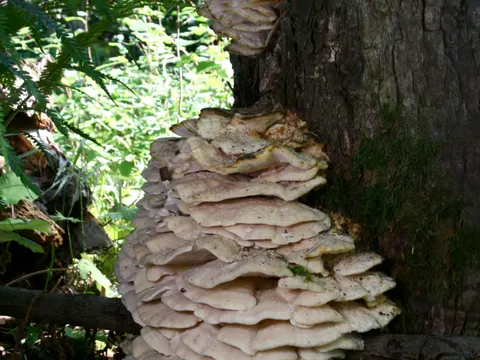 Northern Tooth