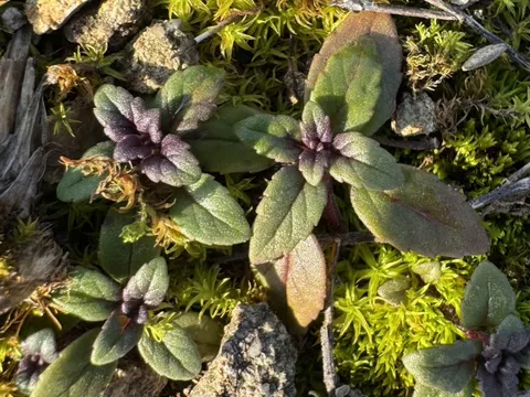 Basil Thyme