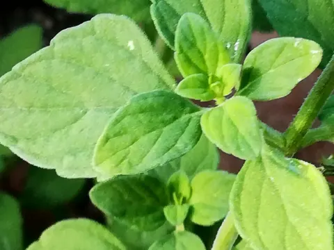 Lesser Calamint