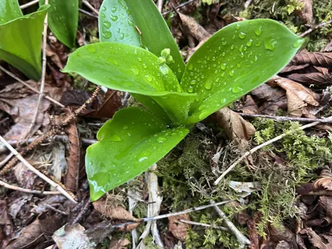 Bluebead Lily