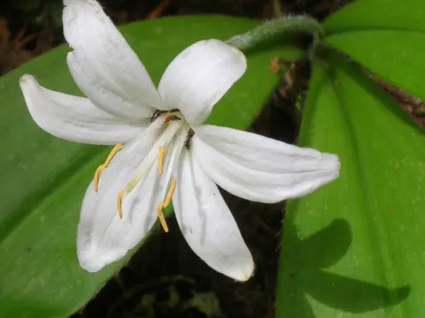Clintonia