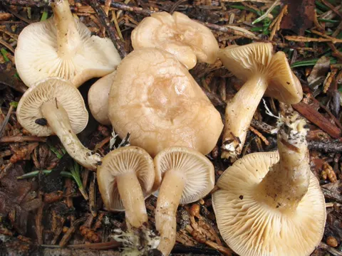 White-rooted Funnel