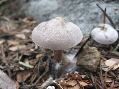 Glacier Funnel