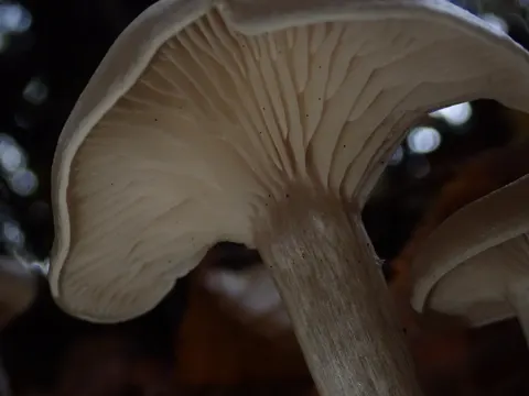 Twotone Funnel