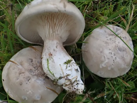 Clitopilus cystidiatus