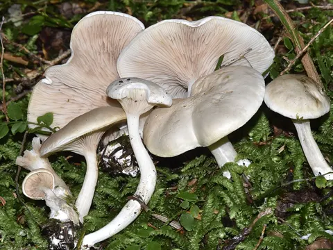 Miller Mushroom
