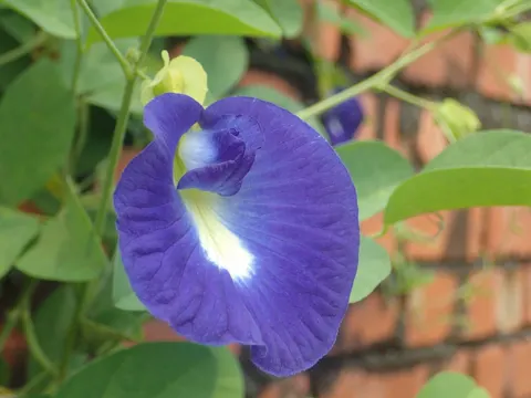 Butterfly Pea