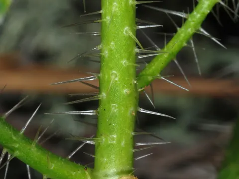 Spurge Nettle