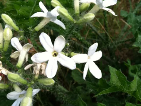 Texas Bull Nettle (Cnidoscolus texanus)