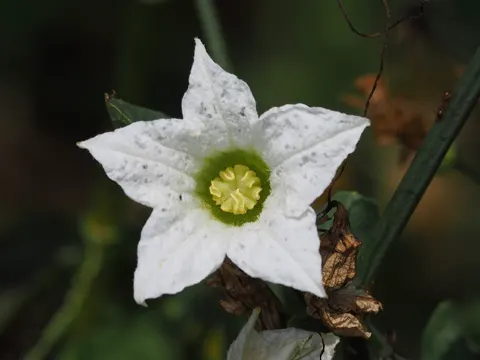 Ivy Gourd