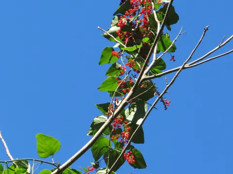 Carolina Moonseed