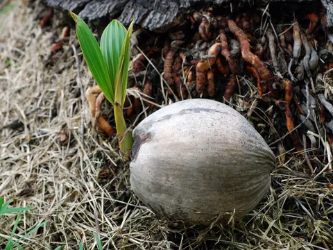 Coconut