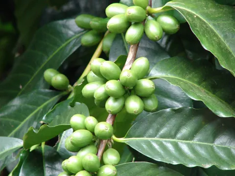 Arabica Coffee