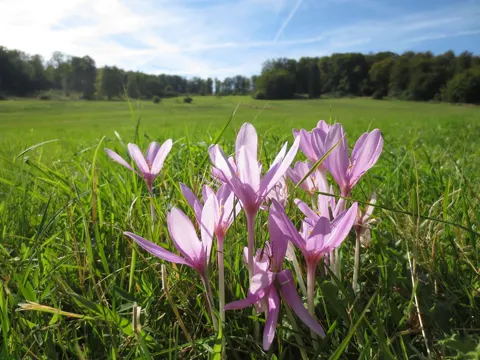 Autumn Crocus
