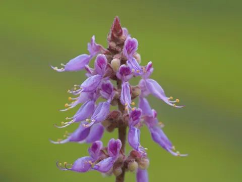 Mexican Mint
