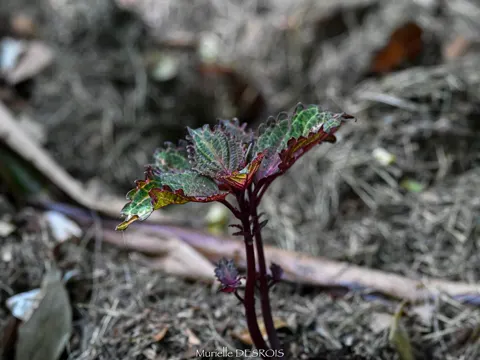Coleus