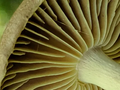Wood Woolly-foot