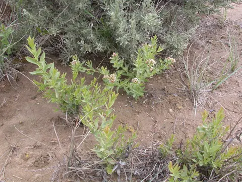 Bastard Toadflax