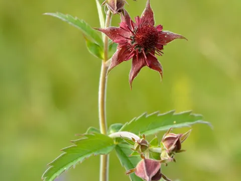 Marsh Cinquefoil