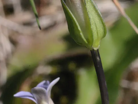 Samiland Gentian