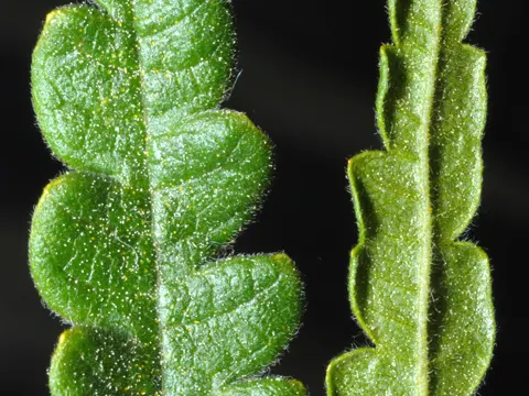 Sweetfern