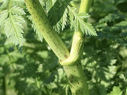 Poison Hemlock