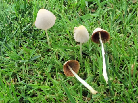 Pale Dwarf Mushroom