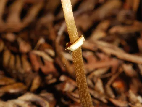 Deadly Conocybe