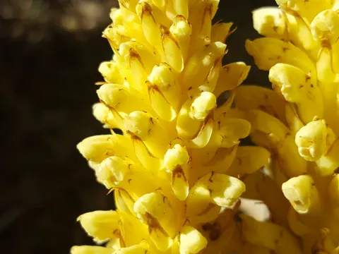 Alpine Squawroot