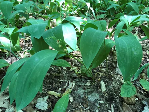 Lily of the Valley