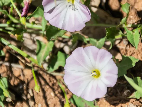 Field Bindweed