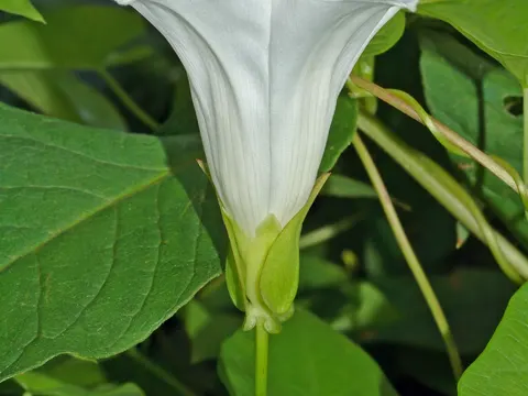 Hedge Bindweed