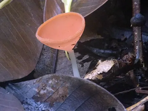 Crown Cup Fungus