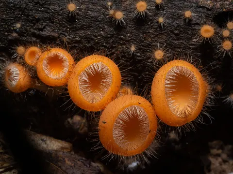Orange Cup Fungus